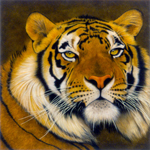 gallery-wildcats