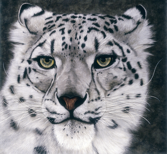 The Art of Lawrence Supino - Snow Leopard